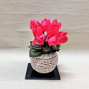 シクラメン(籠付)